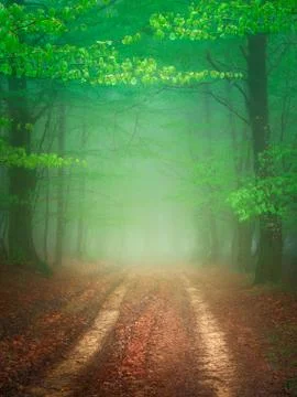 Path in foggy forest at spring Stock Photos