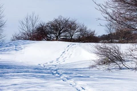 A path of foot prints through a park 库存照片