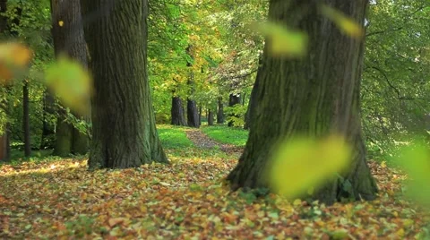 Path Stock Footage 1008791