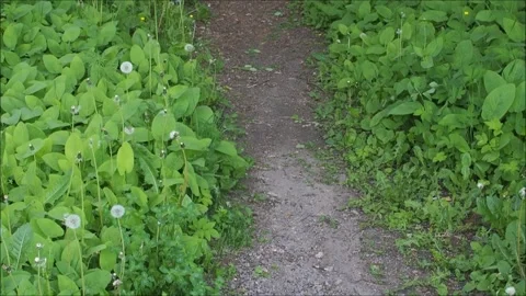 Path Stock-Footage 132687621