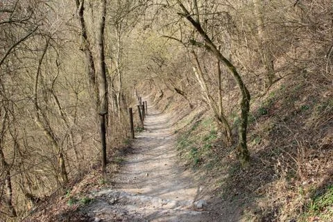 Path in the fores 스톡 사진