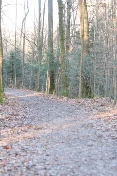 Path in the forest 1 Фото