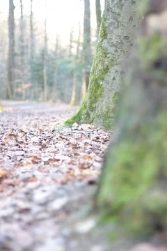 Path in the forest 2 Фото