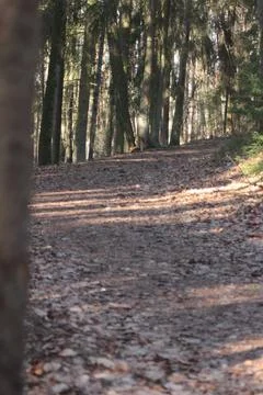 Path in the forest 3 Foto stock