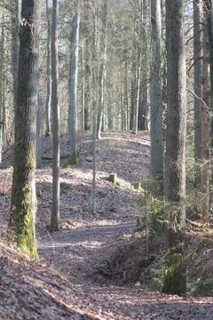 Path in the forest 4 Фото
