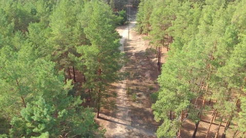 Path In Forest Aerial Stock Footage 139095800