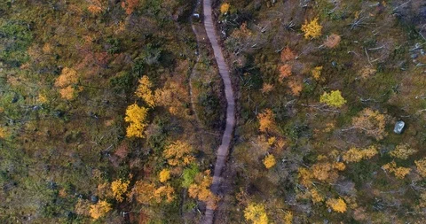 Path in a forest, Aerial, top down, drone shot, of a trail, in middle of dwar Stock Footage 117794034