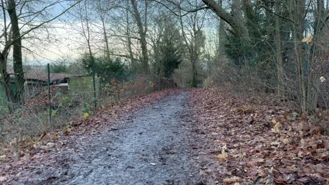 Path in the forest after the rain. mud and leaves on the road. Stock Footage 258140397