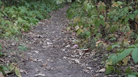 Path in the forest among greenery Stock Footage 116975181