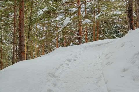 Path in forest among snow trees in winter forest Stock Photos