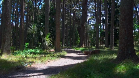 Path in the forest among tall trees in summer Stock Footage 123135876