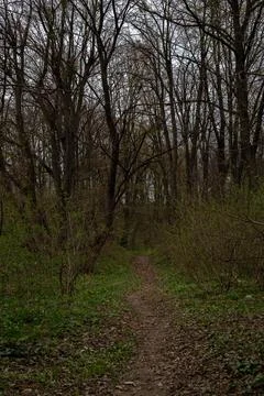 Path in the forest among the trees, mysterious, which is lost in the distance Stock Photos
