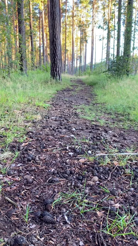 A path in the forest among the trees. Vertical video Stock Footage 282185788