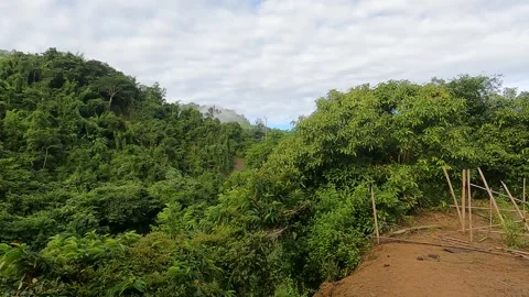 Path in the forest of asia  Stock Footage 273635805