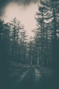 Path in the forest with Atmospheric mood Stock Photos