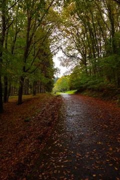 Path in the forest at autumn. Fall in the forest at rainy weather. Stock Photos