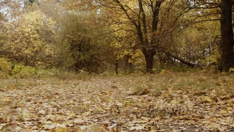 Path in the forest, autumn full of leaves, slide Stock Footage 254965024