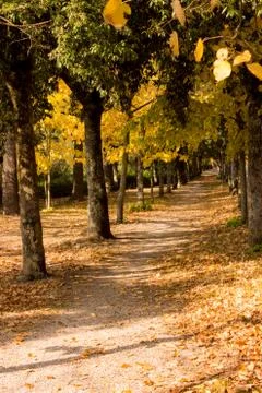 Path in a forest in autumn Stock Photos