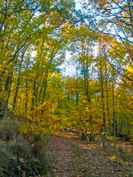Path in the forest on autumn Stock Photos