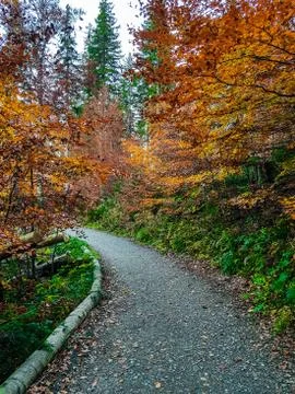 Path in the forest in autumn Stock Photos