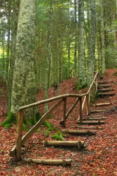 Path in a forest on autumn Stock Photos
