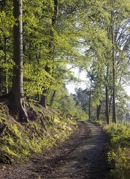 Path in the forest with beautiful colors 스톡 사진