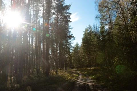 The path in the forest with beautiful rays of the sun and old evergreen pines. Stock Photos