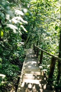 A path in the forest. Beautiful sunlight breaks through the leaves of trees Stock Photos