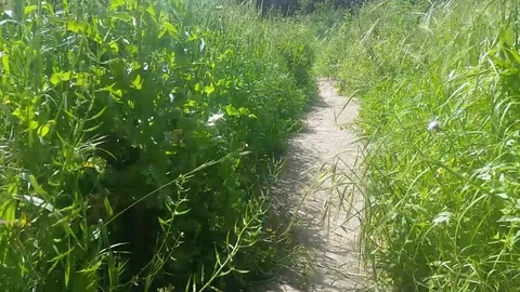 Path in the forest between green grass 스톡 동영상 106281707