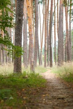 Path in forest between green trees. Stock Photos