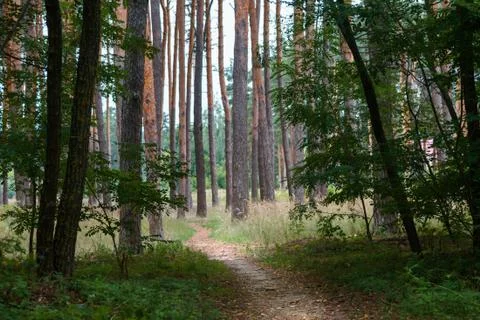 Path in forest between green trees. Stock Photos