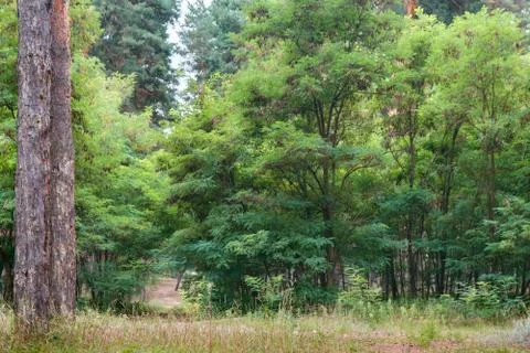 Path in forest between green trees. Stock Photos