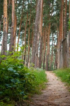 Path in forest between green trees. Stock Photos