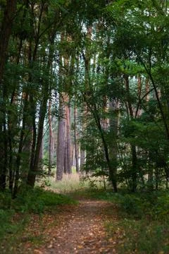 Path in forest between green trees. Stock Photos