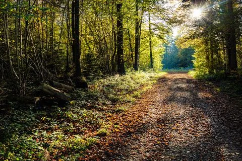 Path in the forest between trees during autumn Stock Photos
