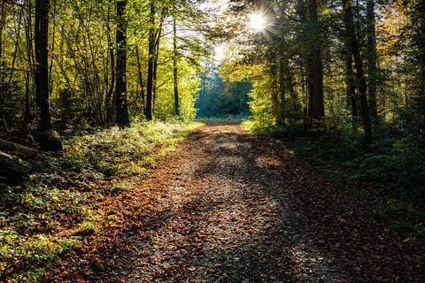 Path in the forest between trees during autumn Stock Photos
