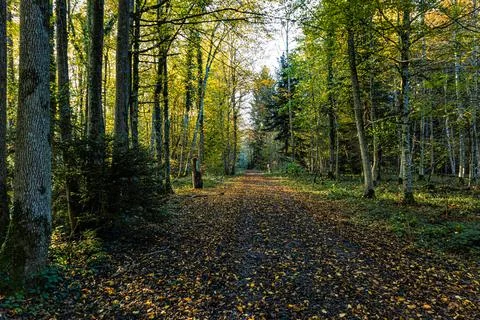 Path in the forest between trees during autumn Stock Photos