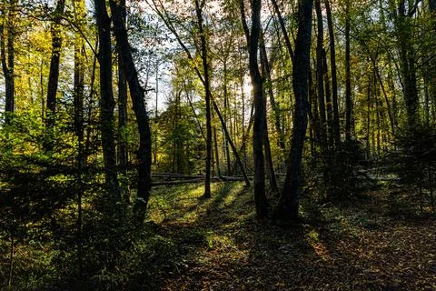 Path in the forest between trees during autumn Stock Photos
