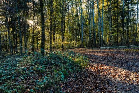 Path in the forest between trees during autumn Stock Photos