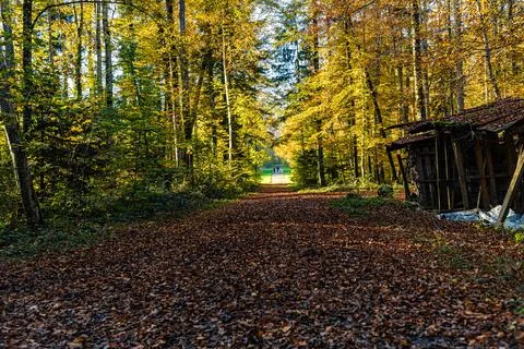 Path in the forest between trees during autumn Stock Photos