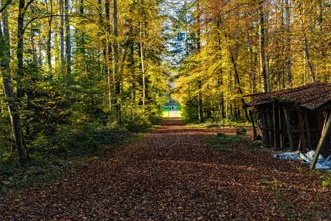 Path in the forest between trees during autumn Stock Photos