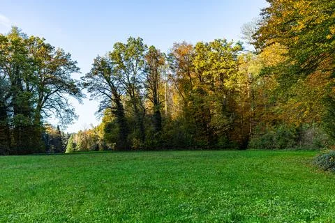 Path in the forest between trees during autumn Stock Photos