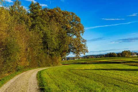 Path in the forest between trees during autumn Stock Photos