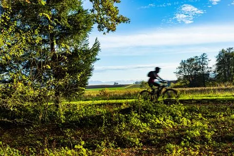 Path in the forest between trees during autumn Stock Photos