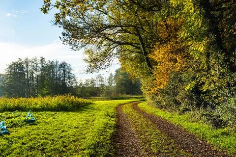 Path in the forest between trees during autumn Stock Photos