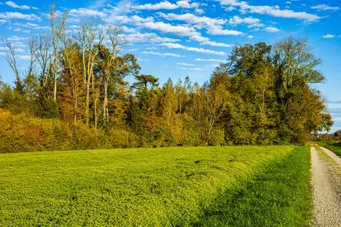 Path in the forest between trees during autumn Stock Photos