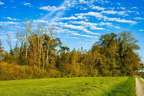 Path in the forest between trees during autumn Stock Photos