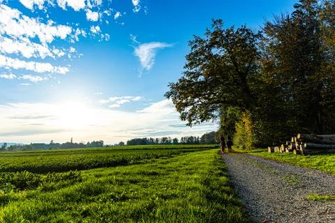Path in the forest between trees during autumn Stock Photos