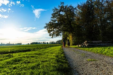 Path in the forest between trees during autumn Stock Photos
