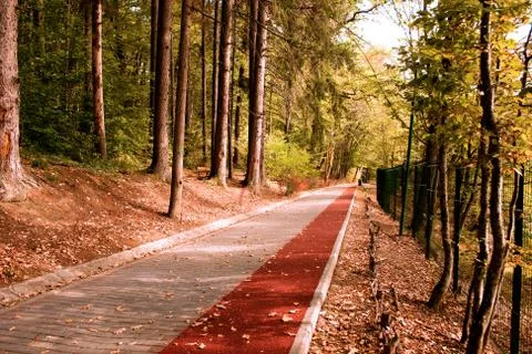 Path in the forest with bike stripe Stock Photos